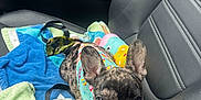 Duke is registered to the contest to win money with this photo: dog, puppy, french_bulldog, car_interior, towel, leash, seat, pet, animal, cute, brindle, harness, resting, black, gray, colorful, fabric, transportation, window, seatbelt