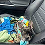 dog, puppy, french_bulldog, car_interior, towel, leash, seat, pet, animal, cute, brindle, harness, resting, black, gray, colorful, fabric, transportation, window, seatbelt