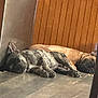Duke is registered to the contest to win money with this photo: dog, sleeping, brindle, fawn, floor, indoor, sunlight, wood_panel, relaxing, pet, companion, animal, resting, peaceful, two_dogs, closeup, quiet, calm, domestic, floor_tiles
