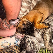 Duke joined the competition — help win amazing prizes! dog, sleeping, tattoo, arm, blanket, snuggle, cozy, fur, paw, pet, rest, closeup, brown_dog, spotted_dog, human, skin, indoor, comfort, cute, relax