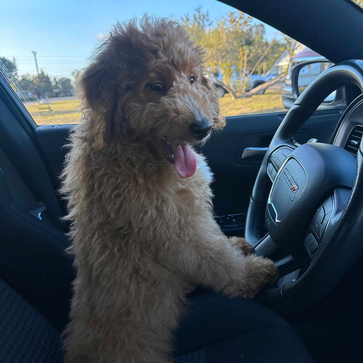 Prince joined the competition — help win amazing prizes! airedale, alloywheel, animal, canine, car, carwheel, dog, driving, machine, person, pet, poodle, puppy, spoke, steeringwheel, terrier, tire, transportation, vehicle, wheel