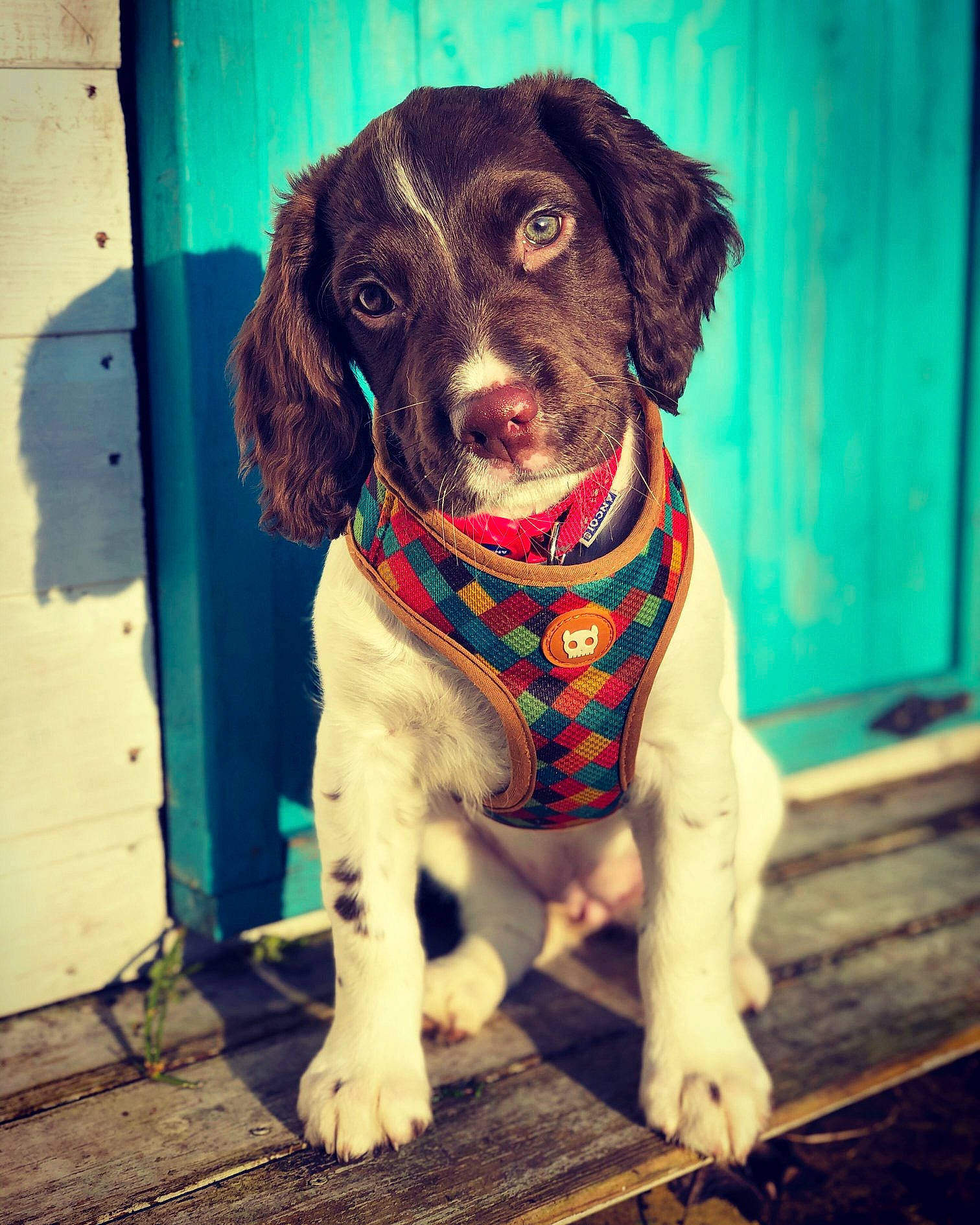 Bramble joined the competition — help win amazing prizes! beagador, canidae, carnivore, dog, dog_breed, dog_collar, fashion_accessory, german_shorthaired_pointer, hunting_dog, liver, mammal, pointer, puppy, rare_breed_dog, small_munsterlander, snout, spaniel, sporting_group, vertebrate