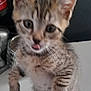 Filou participe au concours pour gagner de l'argent avec cette photo : abyssinian, animal, beverage, bodypart, can, cat, coke, face, head, kitten, manx, mouth, ocelot, person, pet, photography, portrait, soda, tin, tongue