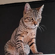 Filou participe au concours pour gagner de l'argent avec cette photo : abyssinian, angora, animal, cat, egyptiancat, kitten, manx, ocelot, pet