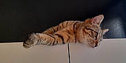 Filou a rejoint le concours — aidez-le/la à gagner de superbes lots ! abyssinian, animal, cat, computer, couch, egyptiancat, electronics, furniture, hardware, hardwood, indoors, interiordesign, kitten, laptop, manx, person, pet, plywood, sleeping, wood
