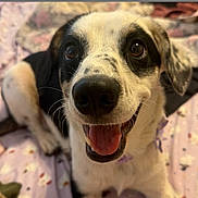 Daisy Rae is registered to the contest to win money with this photo: dog, close_up, black_and_white, tongue_out, happy, pet, animal, bed, blanket, indoor, canine, fur, face, ears, nose, eyes, lying_down, portrait, cute, smiling