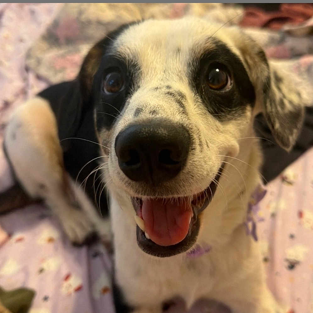 Daisy Rae is registered to the contest to win money with this photo: dog, close_up, black_and_white, tongue_out, happy, pet, animal, bed, blanket, indoor, canine, fur, face, ears, nose, eyes, lying_down, portrait, cute, smiling