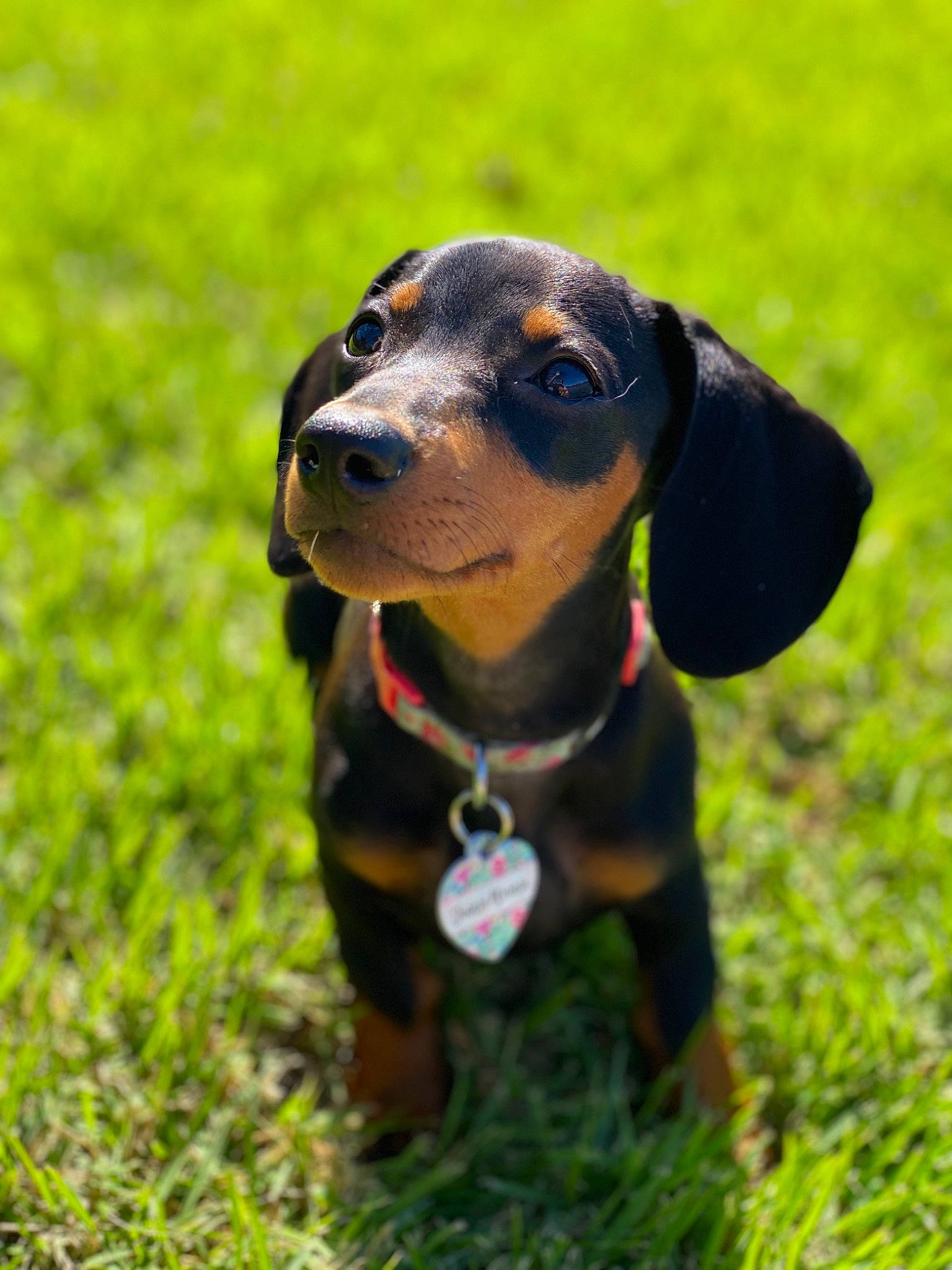 Jeanie Weenie is registered to the contest to win money with this photo: canidae, carnivore, collar, companion_dog, dog, dog_breed, dog_collar, fawn, grass, guard_dog, hound, liver, personal_protective_equipment, plant, scent_hound, snout, sporting_group, whiskers, working_animal, working_dog