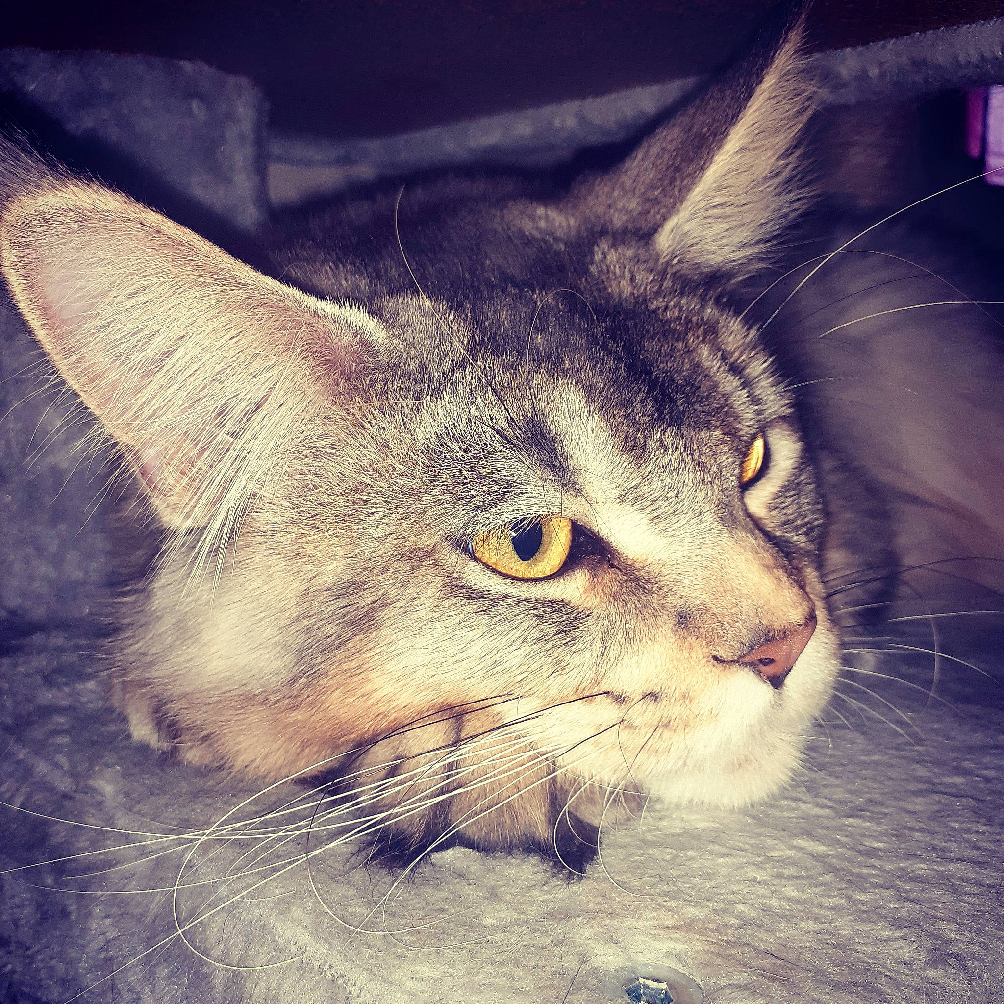 Pumbaa a rejoint le concours — aidez-le/la à gagner de superbes lots ! carnivore, cat, curious, domestic_short_haired_cat, felidae, fur, iris, organism, small_to_medium_sized_cats, snout, terrestrial_animal, vertebrate, whiskers