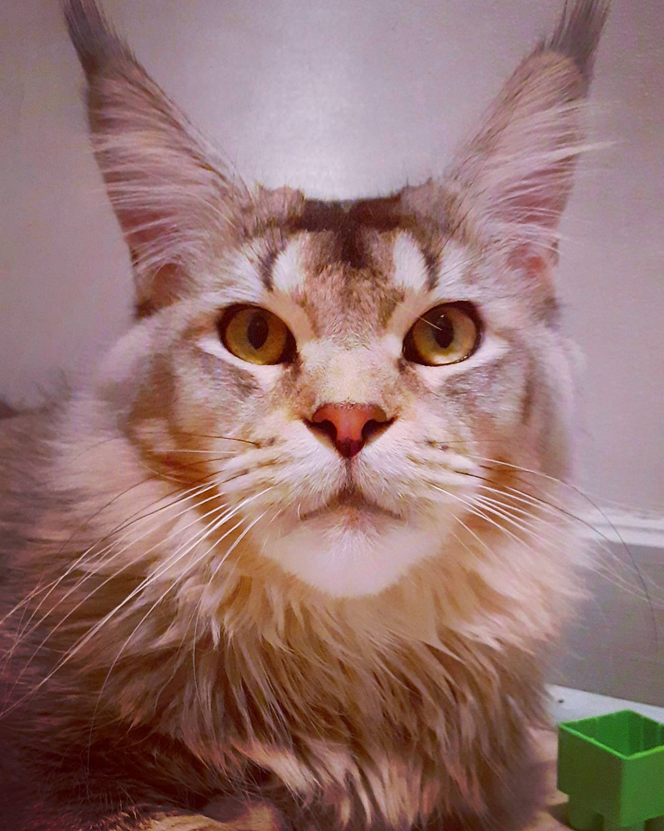 Pumbaa a rejoint le concours — aidez-le/la à gagner de superbes lots ! box, carnivore, cat, fawn, felidae, fur, iris, shipping_box, small_to_medium_sized_cats, snout, vertebrate, whiskers