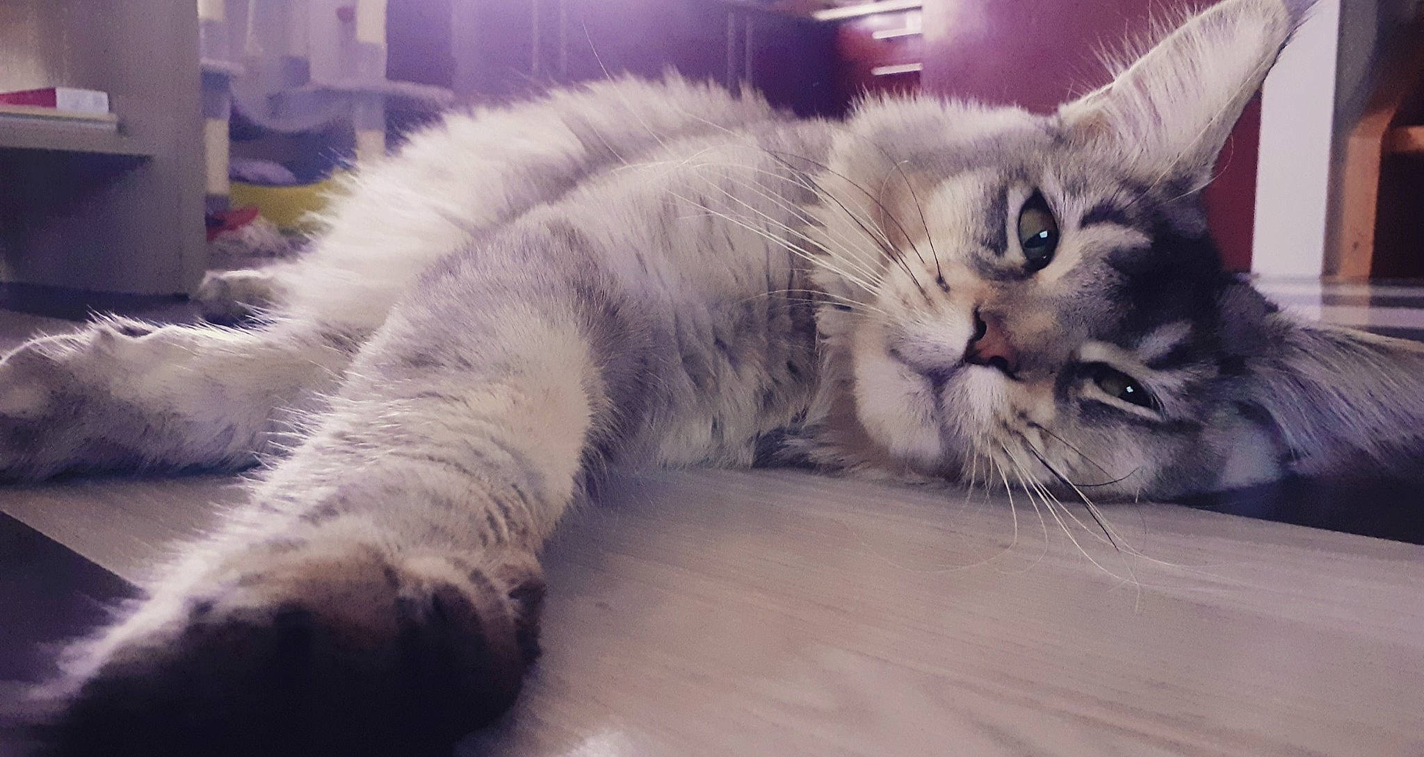 Pumbaa participe au concours pour gagner de l'argent avec cette photo : carnivore, cat, claw, curious, felidae, fur, kitten, natural_material, paw, small_to_medium_sized_cats, snout, terrestrial_animal, vertebrate, whiskers