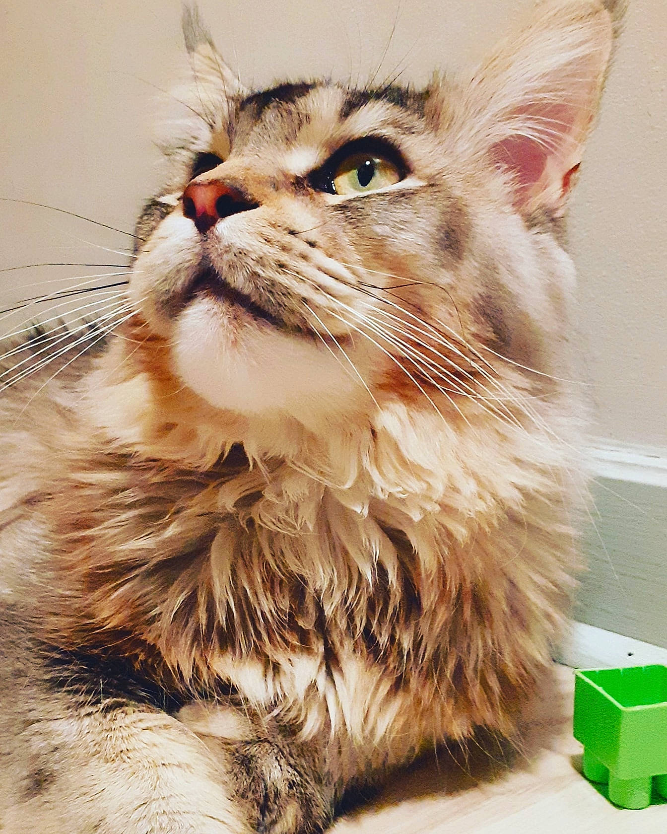 Pumbaa a rejoint le concours — aidez-le/la à gagner de superbes lots ! carnivore, cat, fawn, felidae, fur, pet_supply, small_to_medium_sized_cats, snout, toy_block, vertebrate, whiskers