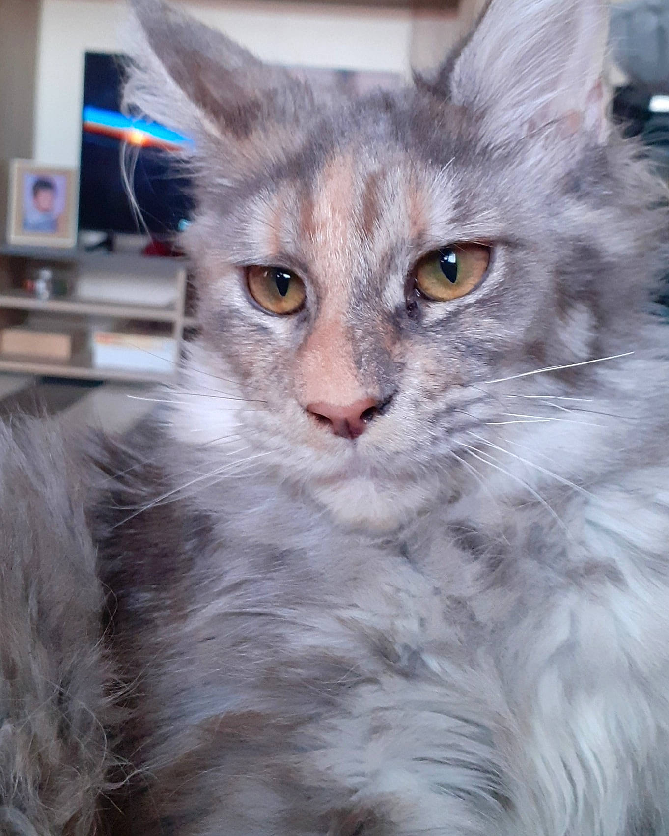 Raya a rejoint le concours — aidez-le/la à gagner de superbes lots ! carnivore, cat, domestic_long_haired_cat, felidae, fur, grey, iris, natural_material, picture_frame, small_to_medium_sized_cats, snout, vertebrate, whiskers