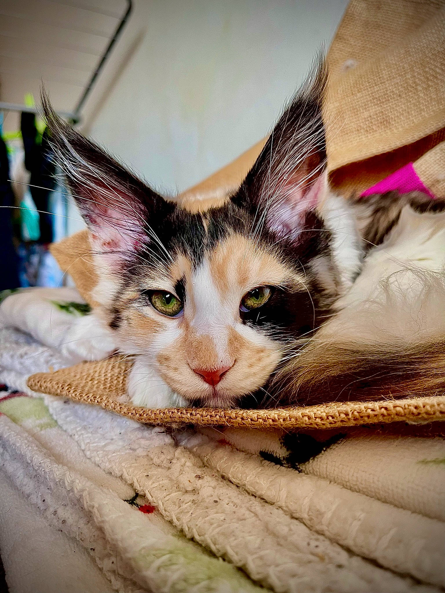 Sinine participe au concours pour gagner de l'argent avec cette photo : carnivore, cat, claw, close_up, comfort, domestic_short_haired_cat, eye, eyelash, fawn, felidae, fur, grass, head, iris, nap, paw, small_to_medium_sized_cats, snout, tree, whiskers