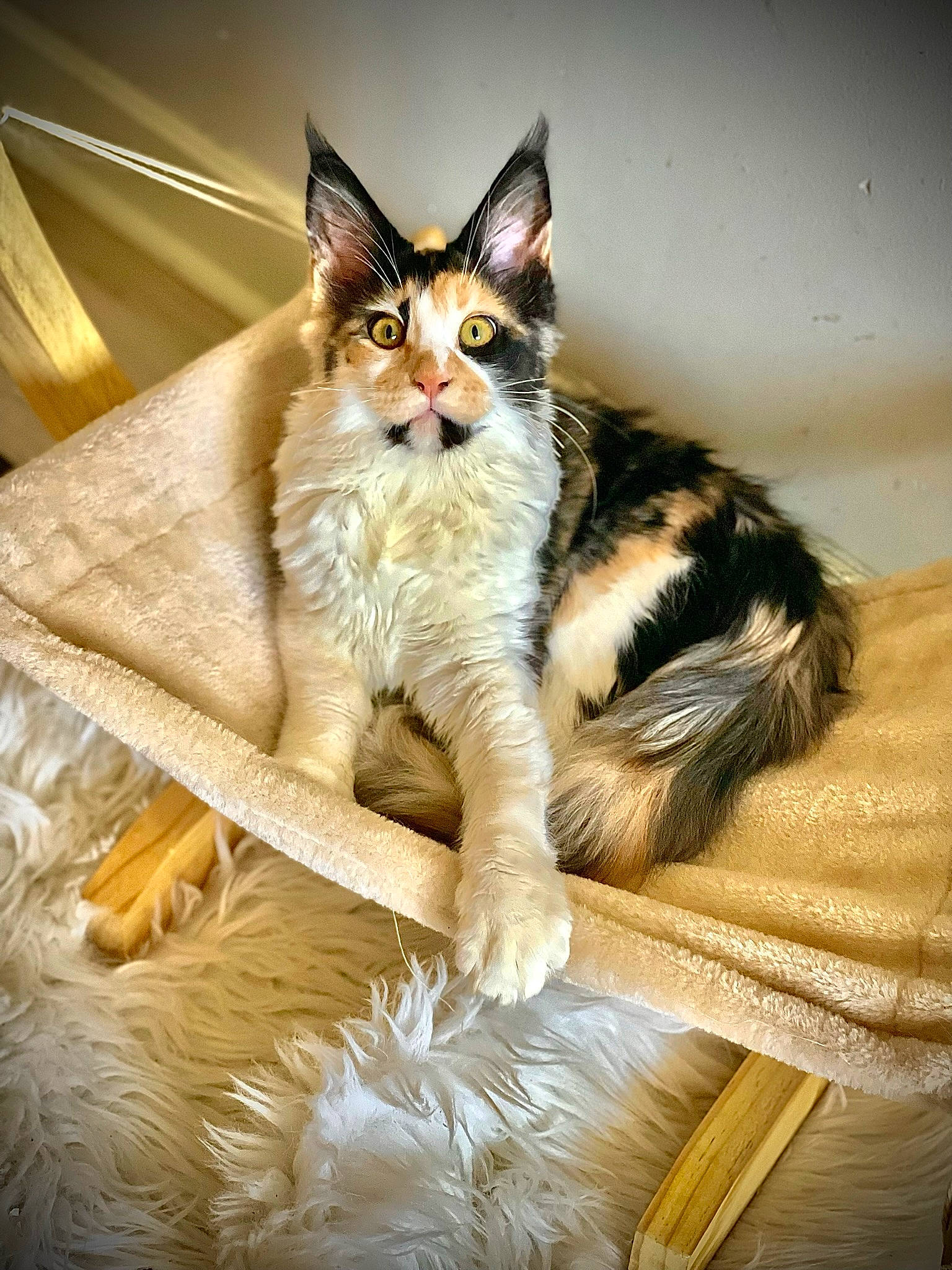 Sinine participe au concours pour gagner de l'argent avec cette photo : carnivore, cat, claw, comfort, couch, domestic_short_haired_cat, door, felidae, foot, formal_wear, fur, paw, sitting, small_to_medium_sized_cats, tail, terrestrial_animal, whiskers