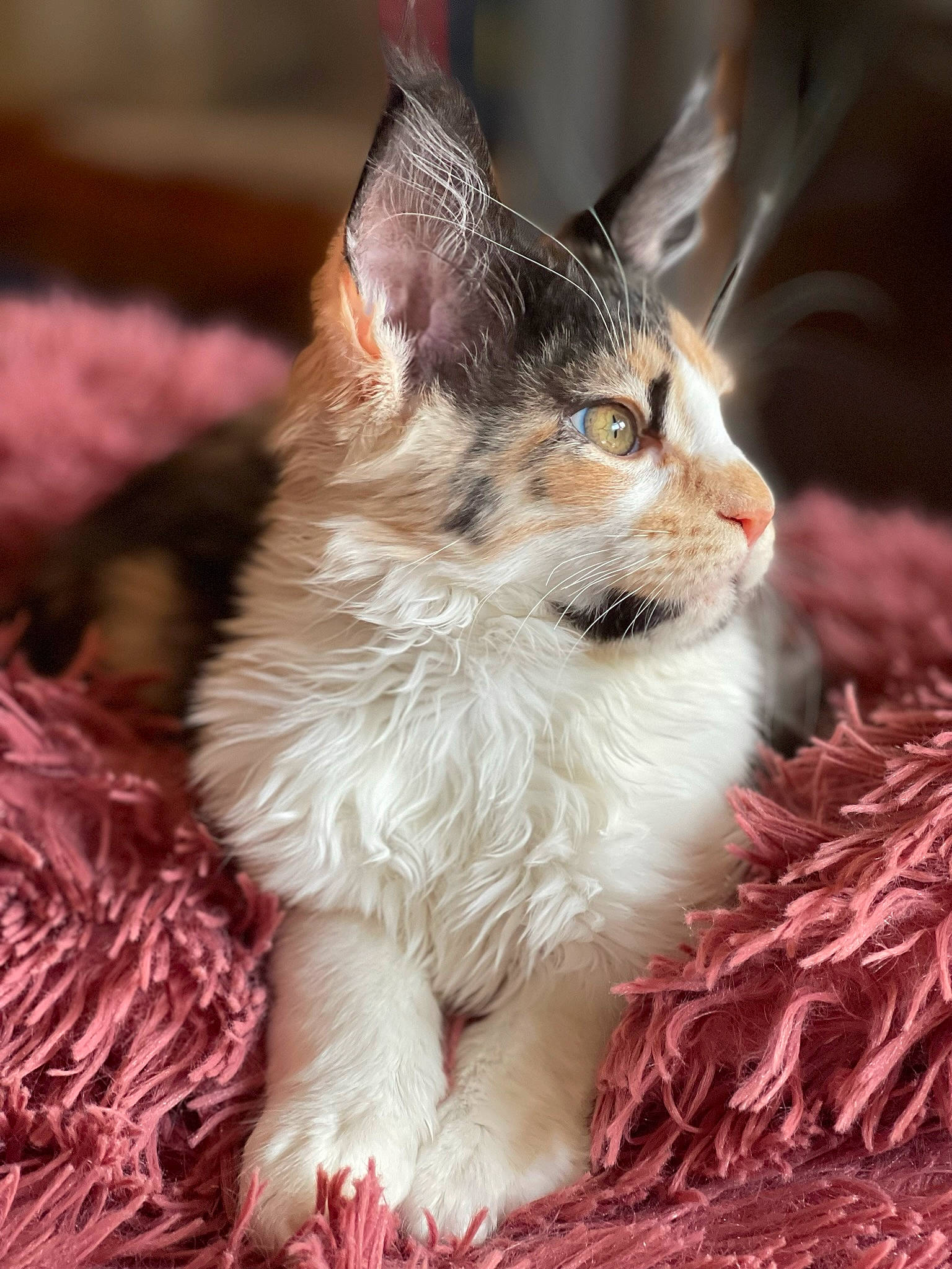 Sinine a rejoint le concours — aidez-le/la à gagner de superbes lots ! carnivore, cat, claw, domestic_short_haired_cat, event, fawn, felidae, fur, grass, paw, small_to_medium_sized_cats, snout, tail, whiskers, wicker, wildlife