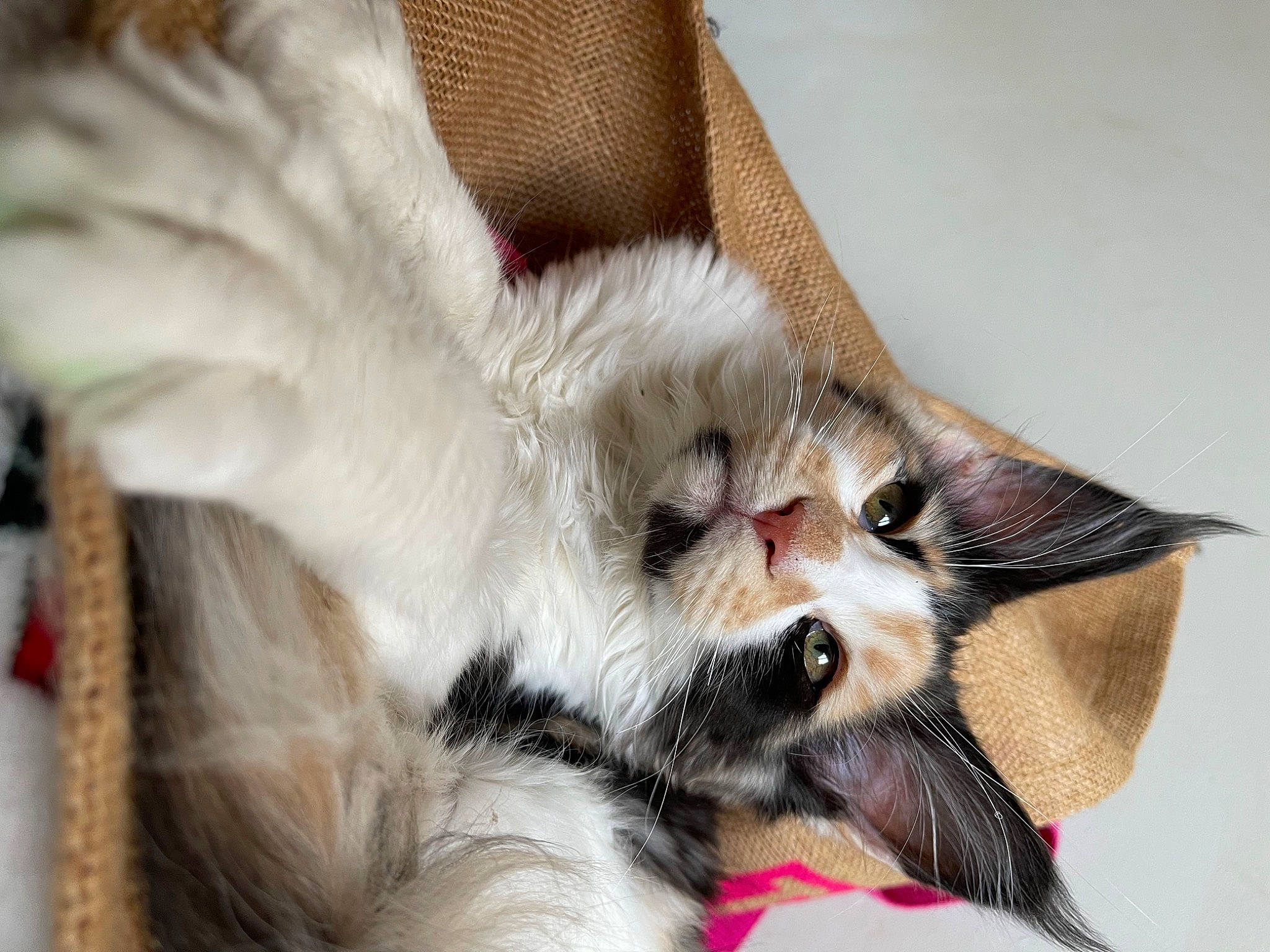 Sinine participe au concours pour gagner de l'argent avec cette photo : balinese, bed, carnivore, cat, cat_bed, claw, comfort, companion_dog, couch, domestic_short_haired_cat, fang, felidae, fur, linens, paw, small_to_medium_sized_cats, tail, thai, whiskers, yawn