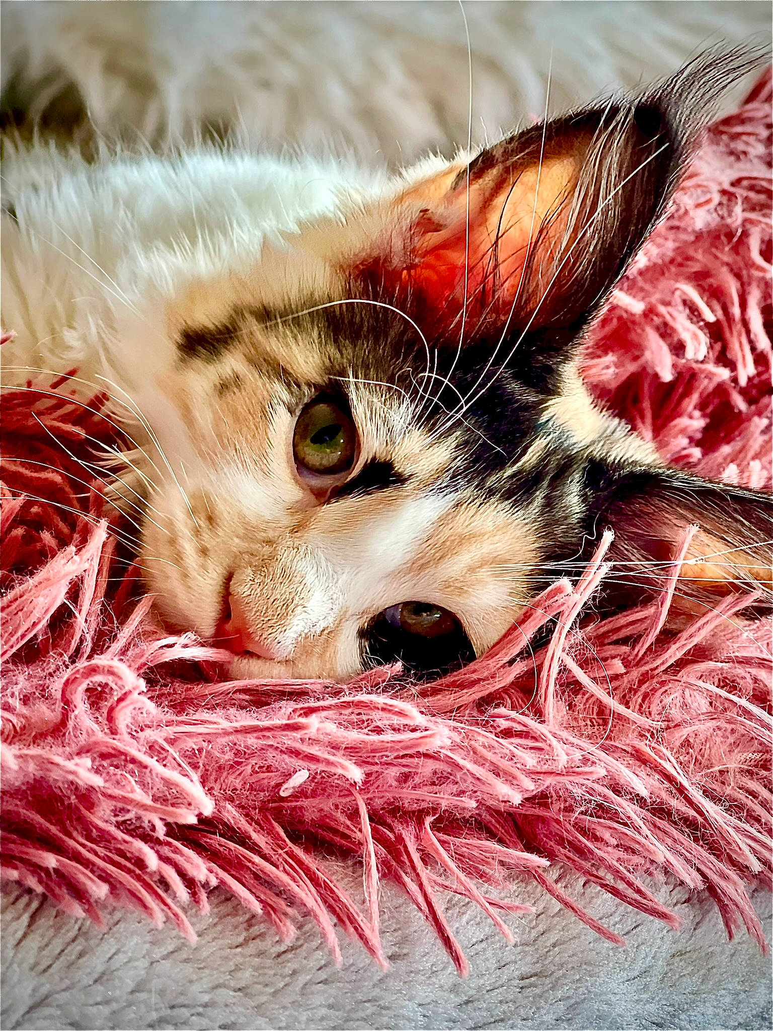 Sinine participe au concours pour gagner de l'argent avec cette photo : art, carnivore, cat, christmas_ornament, claw, close_up, domestic_short_haired_cat, fawn, felidae, fur, grass, iris, macro_photography, paw, photo_caption, plant, small_to_medium_sized_cats, snout, terrestrial_animal, whiskers