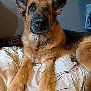 Karma is registered to the contest to win money with this photo: animal, bed, blanket, canine, companion, cute, dog, domestic_animal, ears, fur, furry, german_shepherd, indoor, laying_down, mammal, one-eyed, paw, pet, portrait, resting