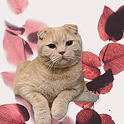 Simba a rejoint le concours — aidez-le/la à gagner de superbes lots ! cat, beige_cat, folded_ears, animal, pet, feline, leaves, red_leaves, nature_background, relaxed, laying_down, whiskers, close_up, portrait, cute, soft_fur, indoor, artistic_background, calm, mammal