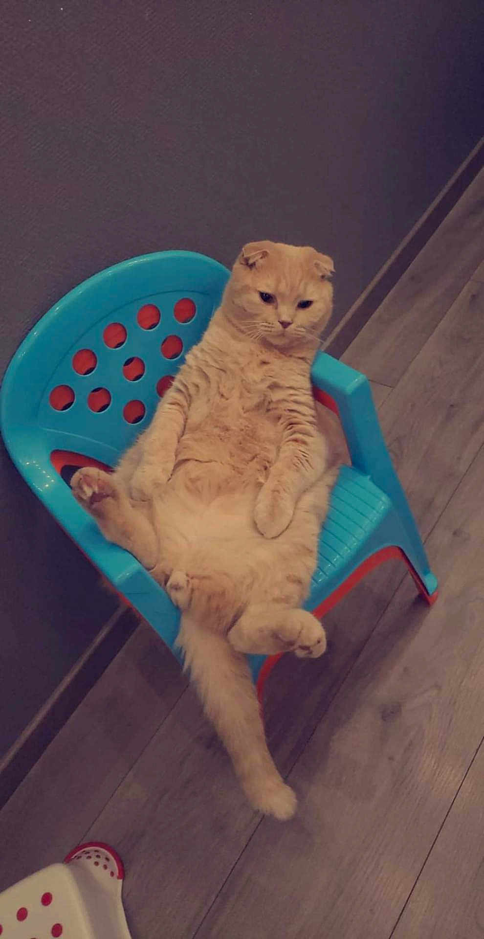 Simba a rejoint le concours — aidez-le/la à gagner de superbes lots ! cat, beige, plastic_chair, indoor, floor, wood_floor, pet, feline, sitting, relaxed, cute, animal, fur, tail, paws, whiskers, ears, home, contemplative, chair