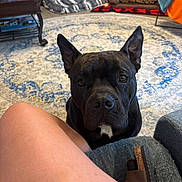 Luna is registered to the contest to win money with this photo: dog, black_dog, pet, living_room, rug, person_leg, footwear, sandal, furniture, table, blanket, fireplace, home_interior, cozy, floor, carpet, indoor, animal, looking_up, ears_up