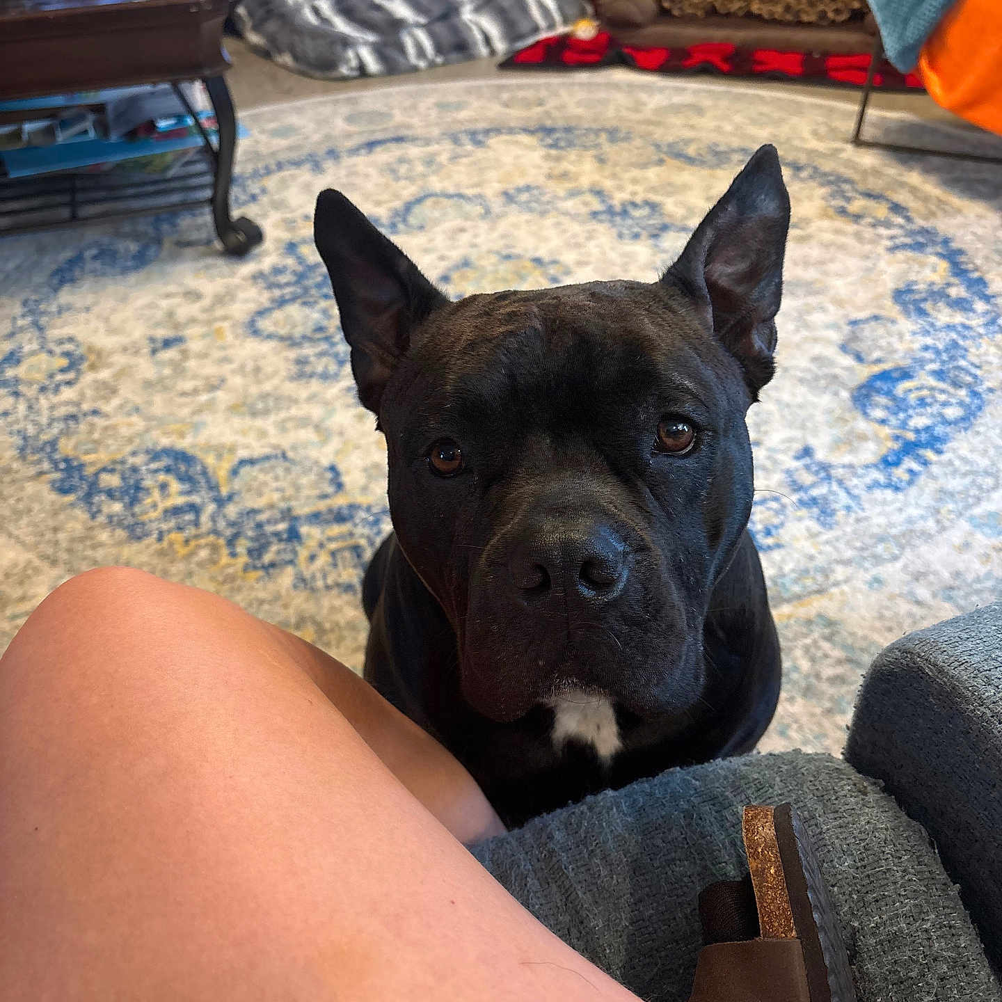 Luna is registered to the contest to win money with this photo: dog, black_dog, pet, living_room, rug, person_leg, footwear, sandal, furniture, table, blanket, fireplace, home_interior, cozy, floor, carpet, indoor, animal, looking_up, ears_up