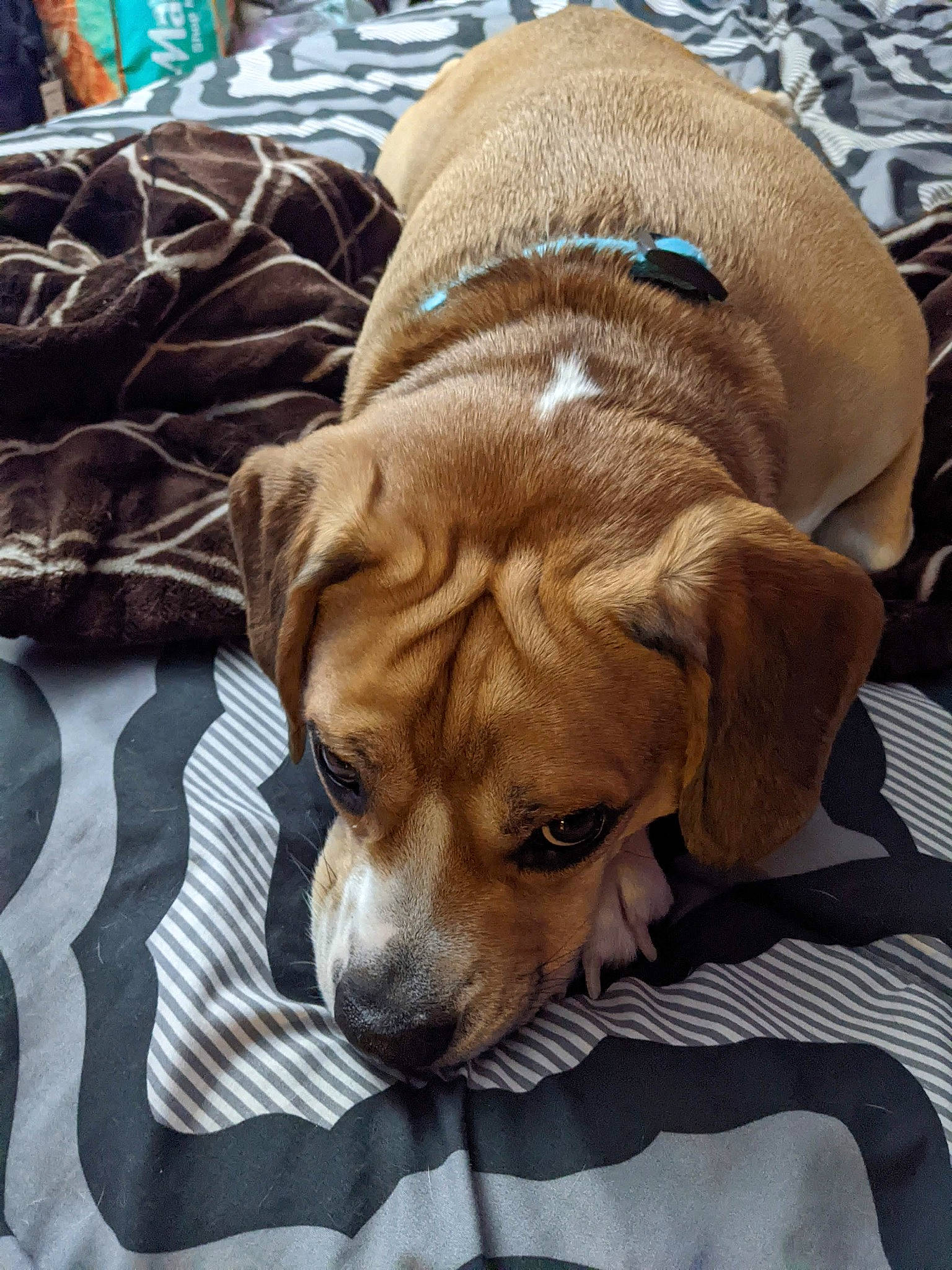 Brew joined the competition — help win amazing prizes! canidae, carnivore, collar, comfort, companion_dog, dog, dog_breed, dog_collar, dog_supply, ear, fawn, fur, linens, liver, nap, pet_supply, snout, sporting_group, whiskers, working_animal