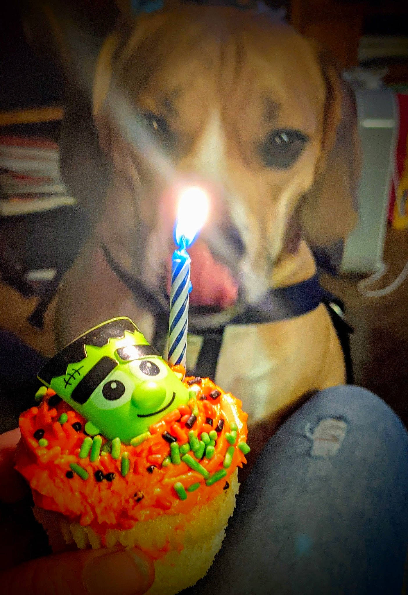 Brew is registered to the contest to win money with this photo: baked_goods, balloon, birthday, birthday_cake, birthday_candle, cake, cake_decorating, cake_decorating_supply, candle, companion_dog, cuisine, dessert, dog, event, food, ingredient, party_hat, recipe, sugar_cake, tableware