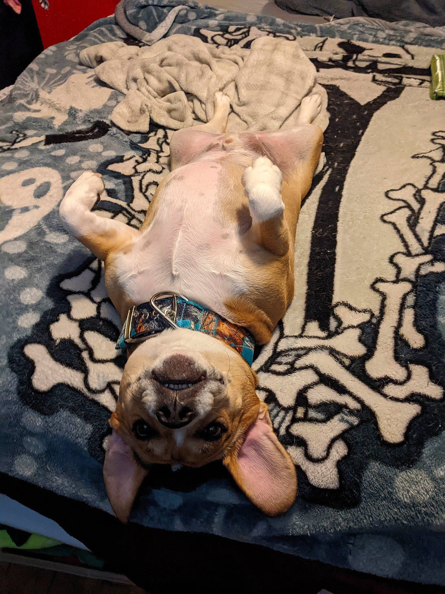 Brew is registered to the contest to win money with this photo: art, barechested, bone, canidae, carnivore, chest, companion_dog, dog_breed, fawn, felidae, flesh, fur, linens, religious_item, skull, snout, sporting_group, visual_arts, wood, working_animal