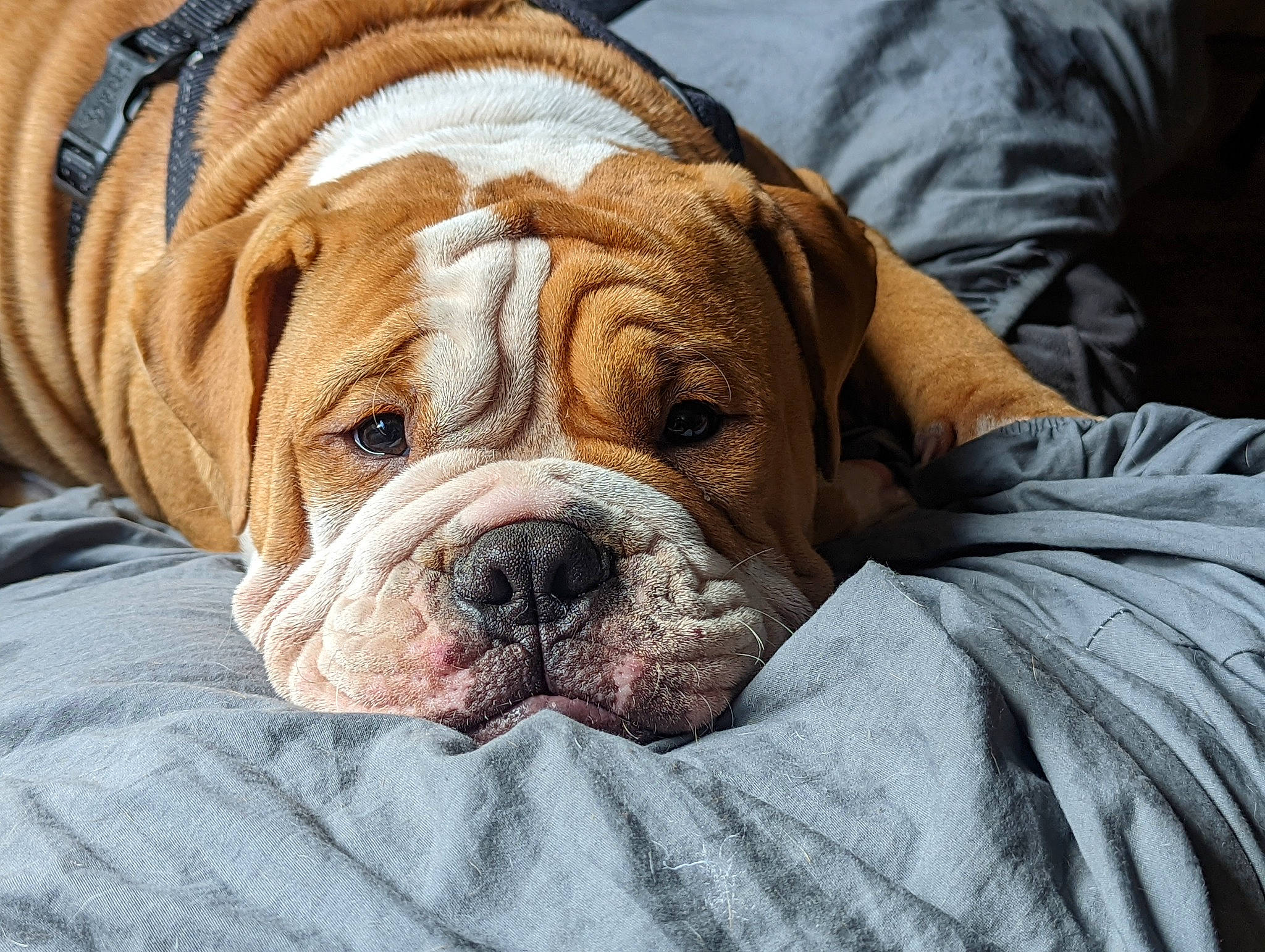 Ham joined the competition — help win amazing prizes! bored, bulldog, canidae, carnivore, comfort, companion_dog, dog, dog_breed, fawn, liver, non_sporting_group, old_english_bulldog, snout, sporting_group, terrestrial_animal, wrinkle