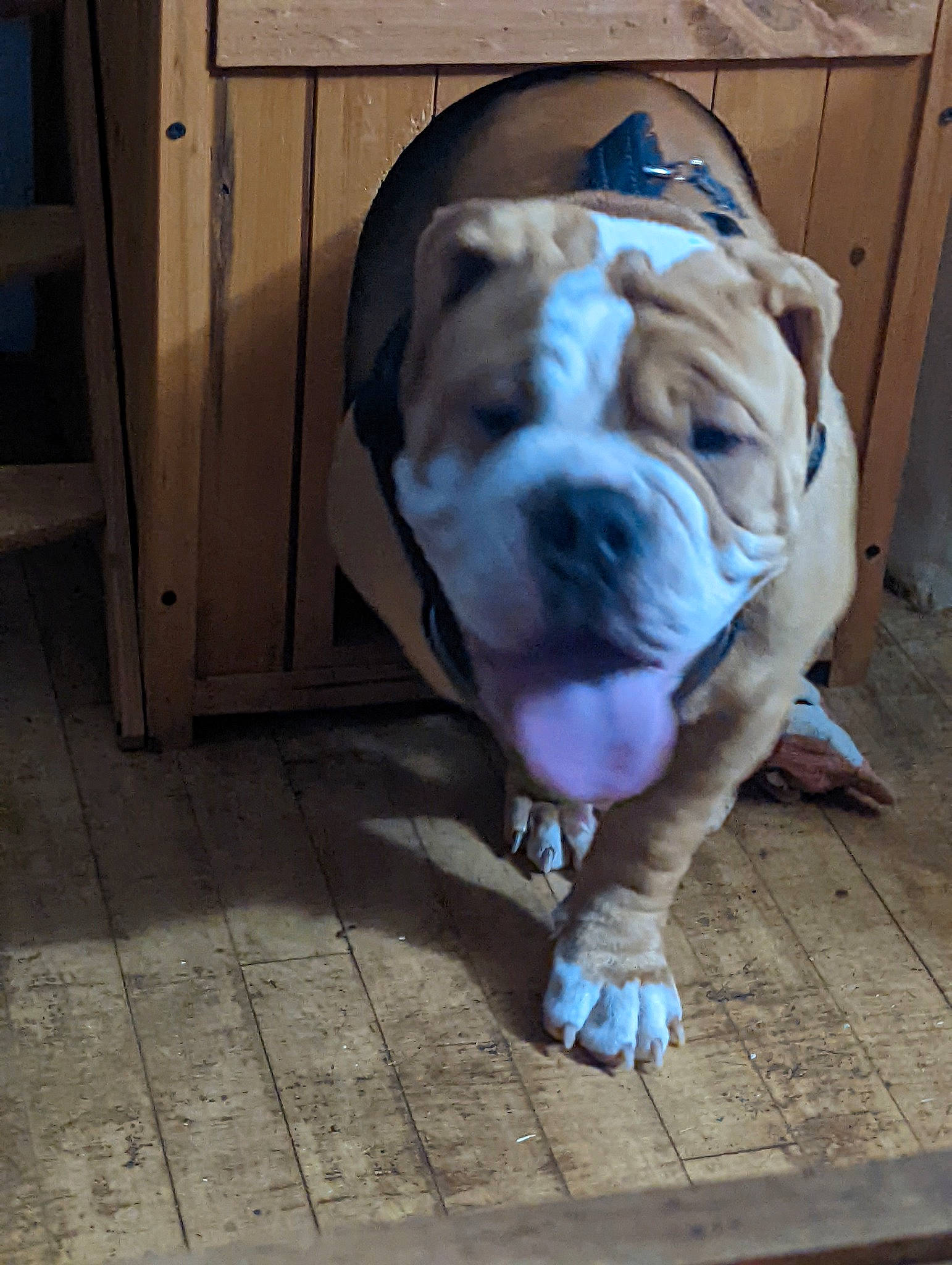 Ham joined the competition — help win amazing prizes! bulldog, canidae, carnivore, collar, comfort, companion_dog, dog, dog_breed, dog_collar, fawn, floor, flooring, hardwood, natural_material, non_sporting_group, snout, sporting_group, wood, working_animal, wrinkle