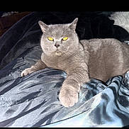 Sapphire joined the competition — help win amazing prizes! animal, bed, blanket, cat, cozy, cute, domestic_cat, eyes, feline, flash, fur, gray_cat, indoor, paw, pet, relaxing, resting, silky_texture, sleepy, whiskers