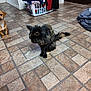 animal, background, black_cat, brown_dog, cat, clothes, corner, curious, dog, domestic, fabric, floor, flooring, home, indoor, laundry_basket, pet, pile, scruffy, tile
