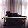 Izzy is registered to the contest to win money with this photo: animal, black_cat, blanket, cat, cozy, curtains, domestic_animal, fur, furniture, home, indoor, light, long_hair, pet, relaxing, resting, shadow, soft_light, storage_container, window