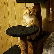 Bella is registered to the contest to win money with this photo: cat, orange_tabby, cat_tree, carpeted_platform, wooden_paneling, furniture, indoor, pet, animal, sitting, looking_at_camera, cozy, couch, rope_toy, calm, feline, domestic_cat, resting, household, portrait