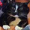 Mazie is registered to the contest to win money with this photo: alert, animal, black_and_white, cat, close_up, companionship, curious, cute, domestic, eyes, feline, fur, hands, holding, indoor, paws, pet, portrait, soft, whiskers