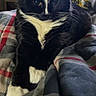 Mazie joined the competition — help win amazing prizes! animal, bed, black_and_white, blanket, cat, comfort, cozy, daylight, feline, fur, home, indoor, looking, pet, plaid, relaxed, resting, tuxedo_cat, whiskers, window