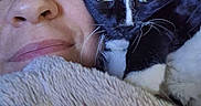 Mazie is registered to the contest to win money with this photo: black_and_white_cat, blanket, cat, close_up, comfort, companion, cozy, cute, domestic_animal, face, feline, indoor, person, pet, portrait, relaxation, resting, snuggling, soft_texture, whiskers