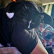 Mazie is registered to the contest to win money with this photo: arm, black_cat, blanket, cat, comfort, couch, cozy, curtains, feline, fur, green_eyes, home, indoor, person, pet, relaxing, resting, soft_light, white_paw, window