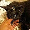 Avril a rejoint le concours — aidez-le/la à gagner de superbes lots ! cat, black_cat, fluffy, feline, pet, animal, green_eyes, glowing_eyes, whiskers, close_up, portrait, upside_down, lying_down, being_petted, human_hand, blanket, indoor, cozy, fur, cute