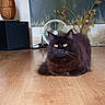 Avril a rejoint le concours — aidez-le/la à gagner de superbes lots ! cat, black_cat, fluffy, long_hair, feline, pet, animal, sitting, indoor, wooden_floor, floor, fan, furniture, speaker, plant, decor, portrait, yellow_eyes, whiskers, home