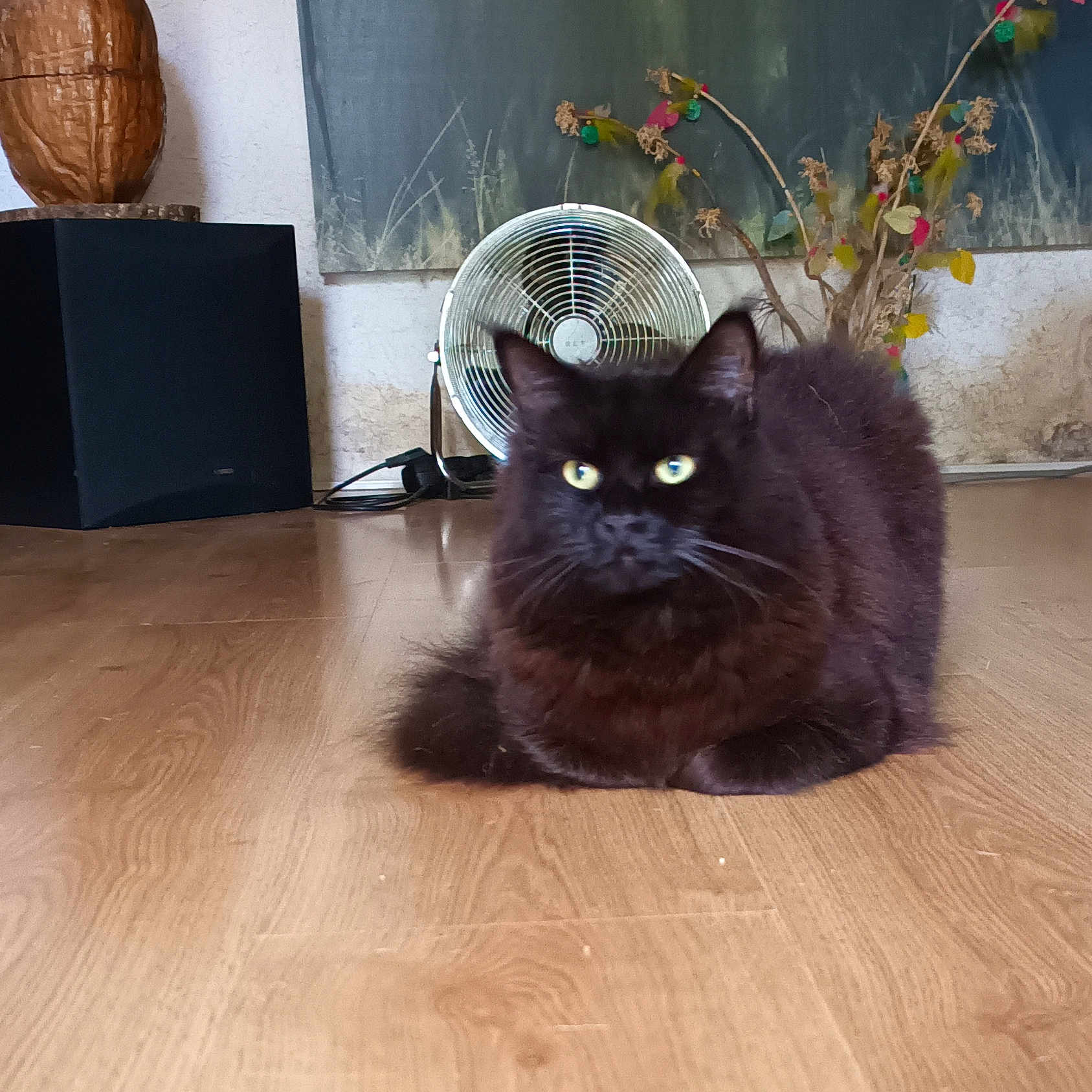 Avril a rejoint le concours — aidez-le/la à gagner de superbes lots ! cat, black_cat, fluffy, long_hair, feline, pet, animal, sitting, indoor, wooden_floor, floor, fan, furniture, speaker, plant, decor, portrait, yellow_eyes, whiskers, home