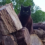 Avril participe au concours pour gagner de l'argent avec cette photo : cat, black_cat, animal, pet, sitting, outdoors, forest, trees, wood, logs, firewood, stump, greenery, nature, portrait, direct_gaze, pointed_ears, whiskers, dark_fur, rustic
