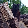 cat, black_cat, animal, pet, sitting, outdoors, forest, trees, wood, logs, firewood, stump, greenery, nature, portrait, direct_gaze, pointed_ears, whiskers, dark_fur, rustic