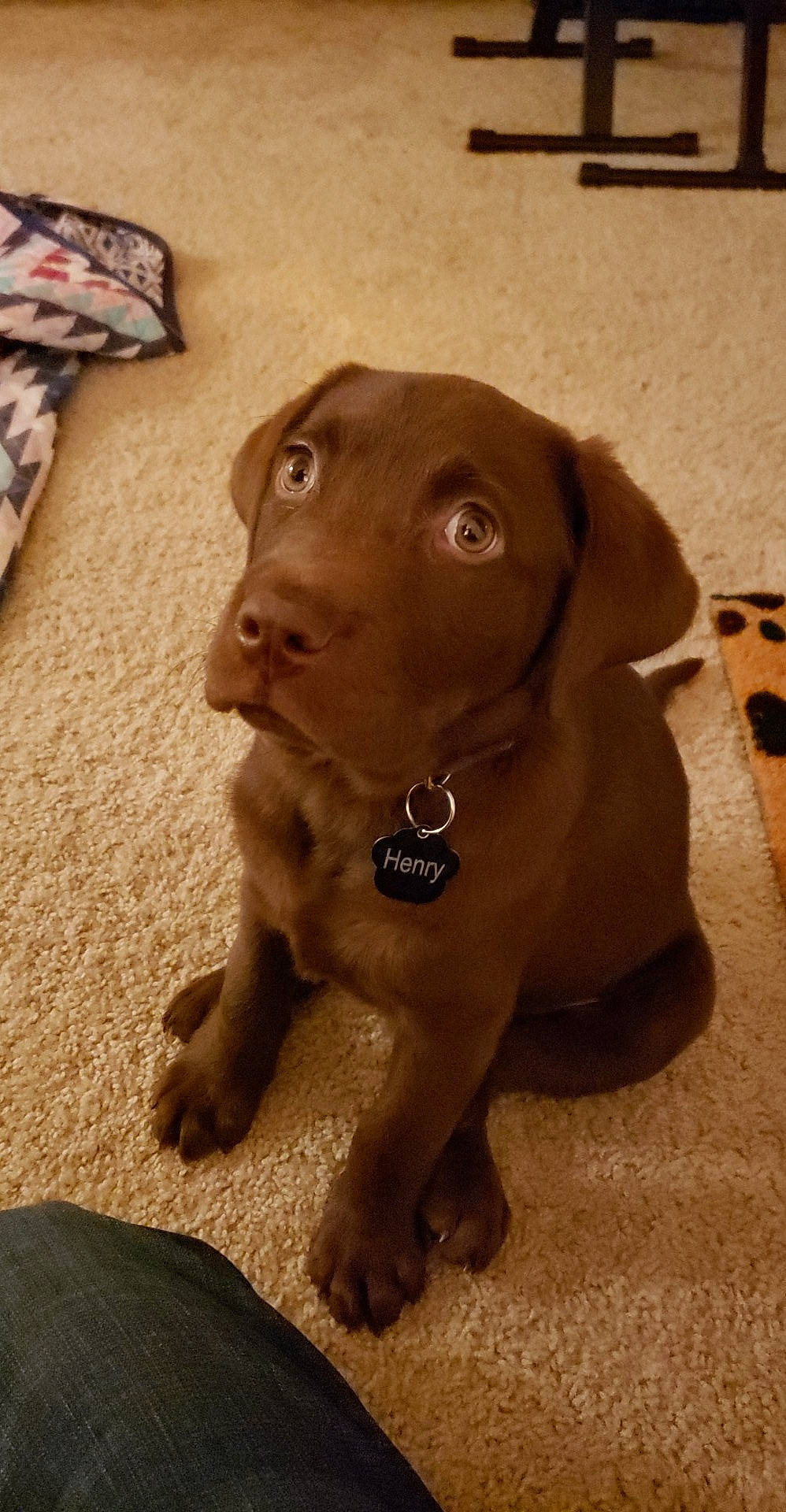 Henry joined the competition — help win amazing prizes! beige, brown, canidae, carnivore, companion_dog, dog, dog_breed, dog_collar, dog_supply, fawn, floor, flooring, gun_dog, liver, pet_supply, skin, snout, sporting_group, tan, working_animal