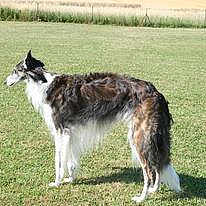 Yshiva