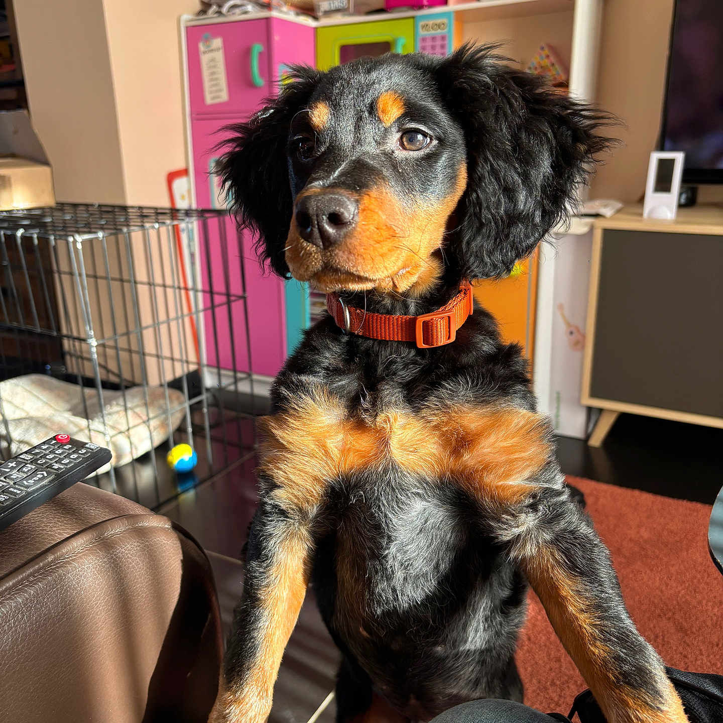 Vico participe au concours pour gagner de l'argent avec cette photo : animal, architecture, building, canine, computerhardware, couch, dog, electronics, furniture, hardware, hound, indoors, livingroom, monitor, pet, puppy, remotecontrol, screen, shelf, terrier