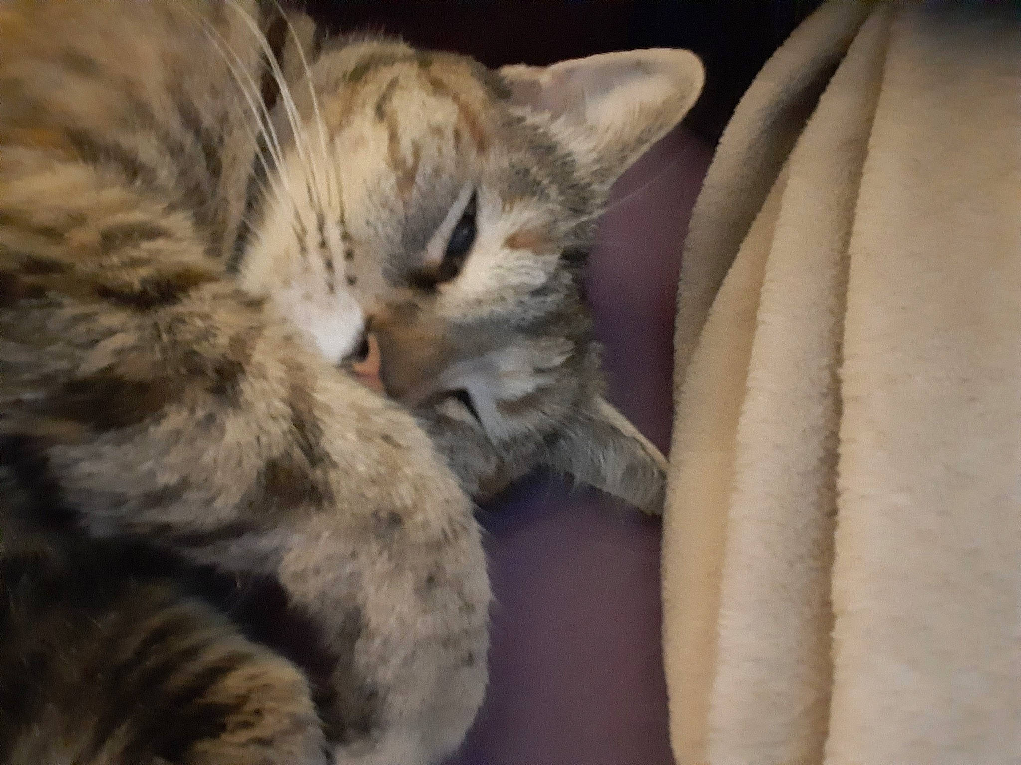 Kâli participe au concours pour gagner de l'argent avec cette photo : carnivore, cat, claw, comfort, domestic_short_haired_cat, felidae, fur, grey, paw, small_to_medium_sized_cats, snout, tail, terrestrial_animal, whiskers, wildlife, wood