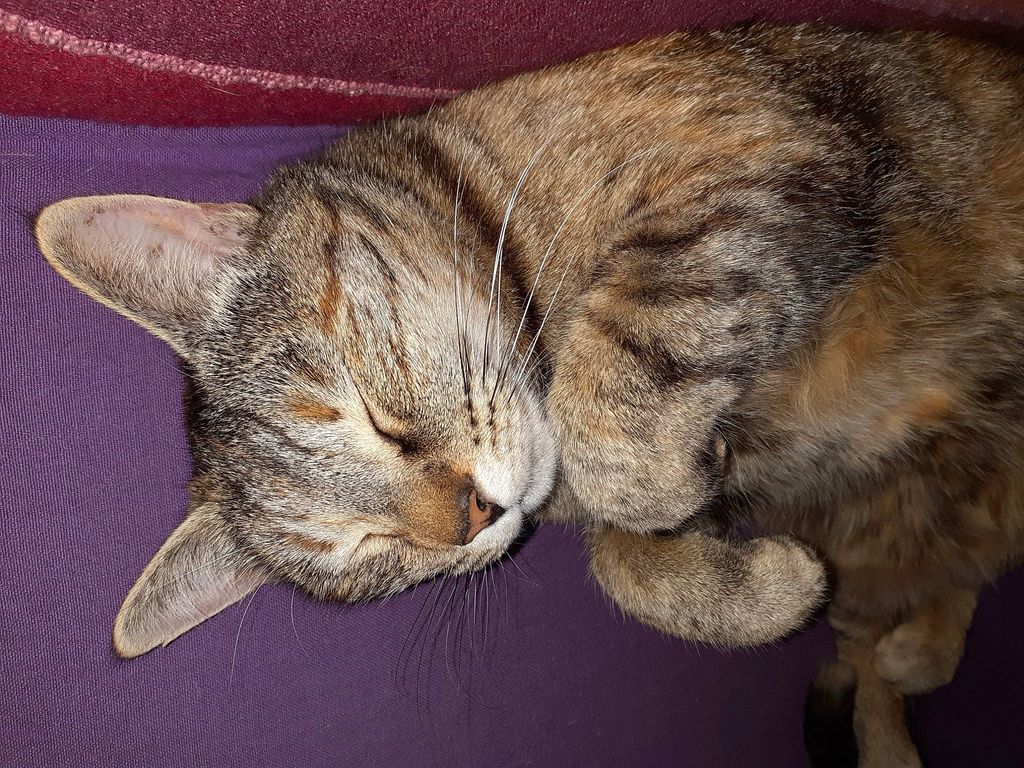 Kâli a rejoint le concours — aidez-le/la à gagner de superbes lots ! carnivore, cat, claw, comfort, domestic_short_haired_cat, ear, fawn, felidae, foot, fur, gesture, human_leg, nap, paw, sleep, small_to_medium_sized_cats, snout, tail, whiskers, window